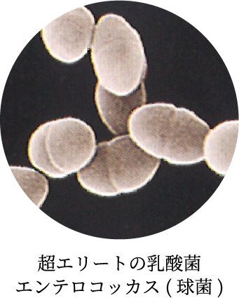 超エリートの乳酸菌 エンテロコッカス(球菌)